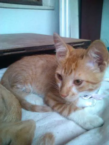 Gato ra a SRD idade 2 a 6 meses nome wiska
