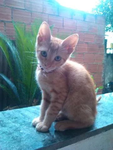 Gato ra a SRD idade 2 a 6 meses nome Faraó