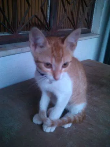 Gato ra a SRD idade 2 a 6 meses nome Amarelinho