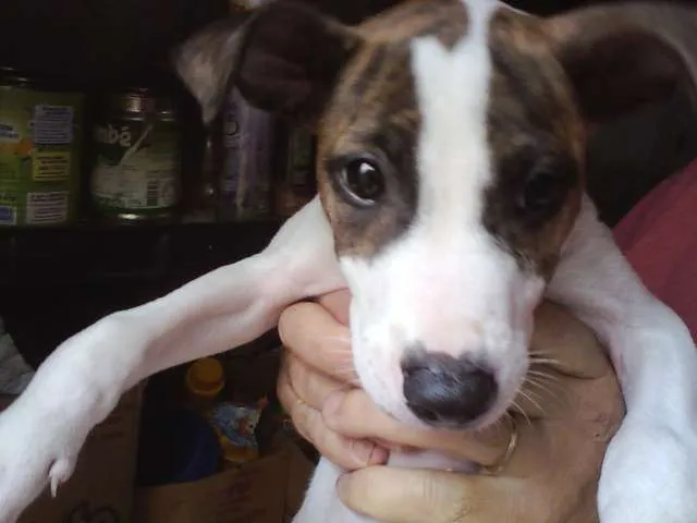 Cachorro ra a SRD idade Abaixo de 2 meses nome Sem nome