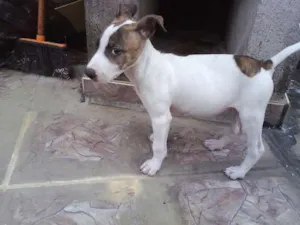 Cachorro raça SRD idade Abaixo de 2 meses nome Sem nome