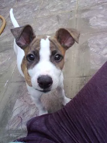 Cachorro ra a SRD idade Abaixo de 2 meses nome Sem nome