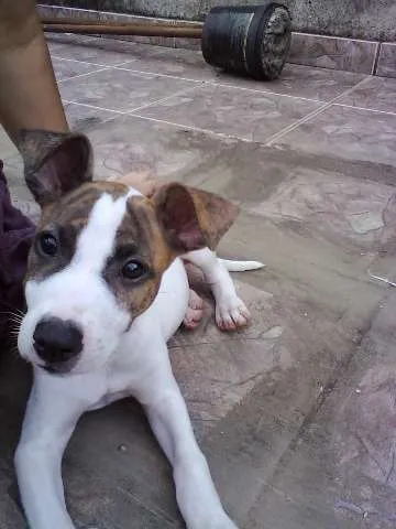 Cachorro ra a SRD idade Abaixo de 2 meses nome Sem nome