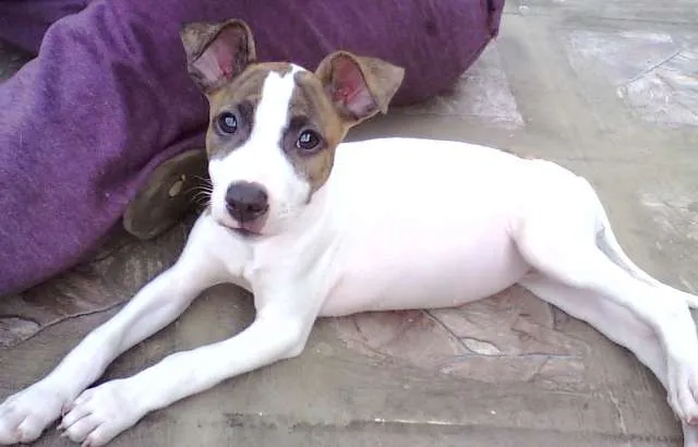 Cachorro ra a SRD idade Abaixo de 2 meses nome Sem nome