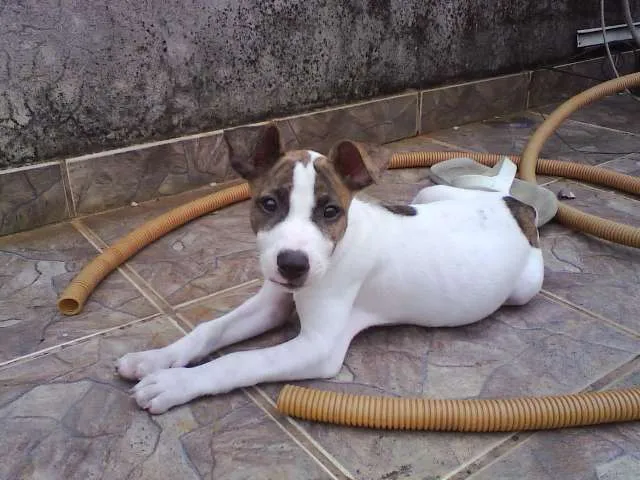 Cachorro ra a SRD idade Abaixo de 2 meses nome Sem nome