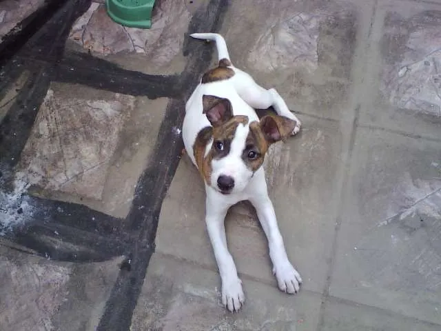 Cachorro ra a SRD idade Abaixo de 2 meses nome Sem nome