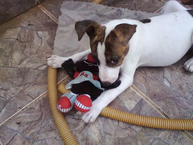 Cachorro ra a SRD idade Abaixo de 2 meses nome Sem nome