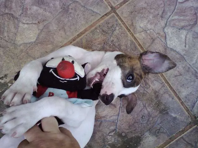 Cachorro ra a SRD idade Abaixo de 2 meses nome Sem nome