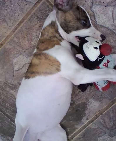 Cachorro ra a SRD idade Abaixo de 2 meses nome Sem nome