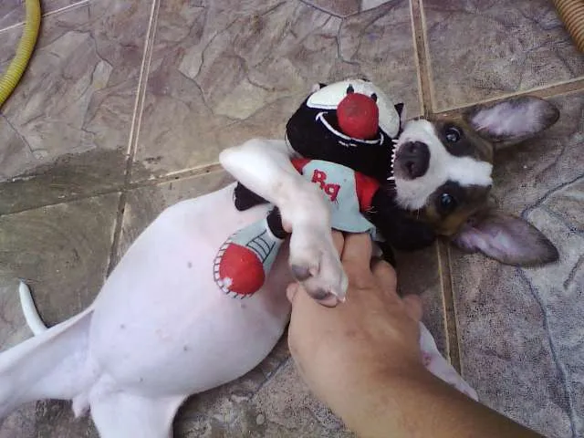 Cachorro ra a SRD idade Abaixo de 2 meses nome Sem nome