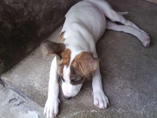 Cachorro ra a SRD idade Abaixo de 2 meses nome Sem nome