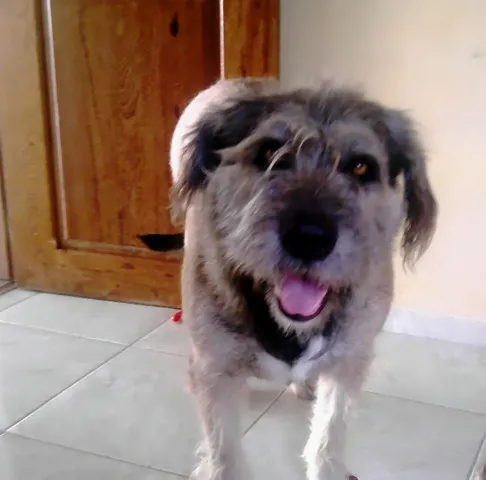 Cachorro ra a Mestiço idade 7 a 11 meses nome Sansão