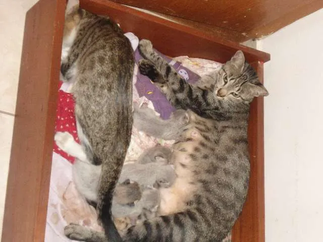 Gato ra a SRD idade Abaixo de 2 meses nome ainda não tem