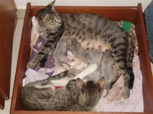 Gato raça SRD idade Abaixo de 2 meses nome ainda não tem