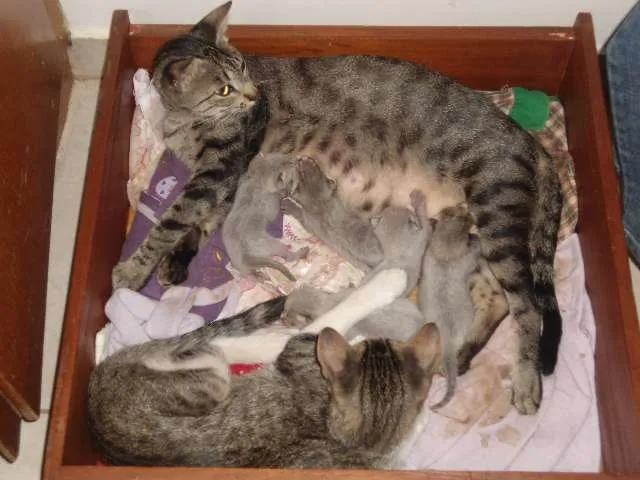 Gato ra a SRD idade Abaixo de 2 meses nome ainda não tem