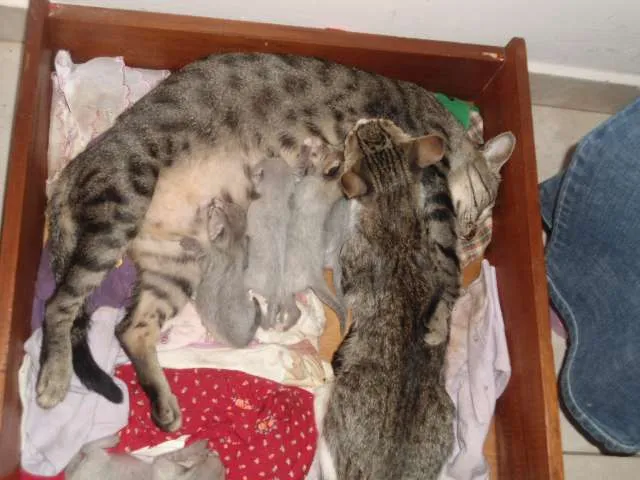 Gato ra a SRD idade Abaixo de 2 meses nome ainda não tem