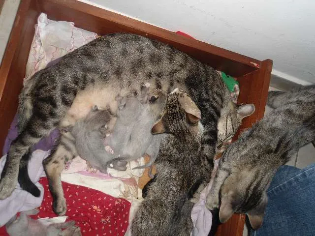Gato ra a SRD idade Abaixo de 2 meses nome ainda não tem