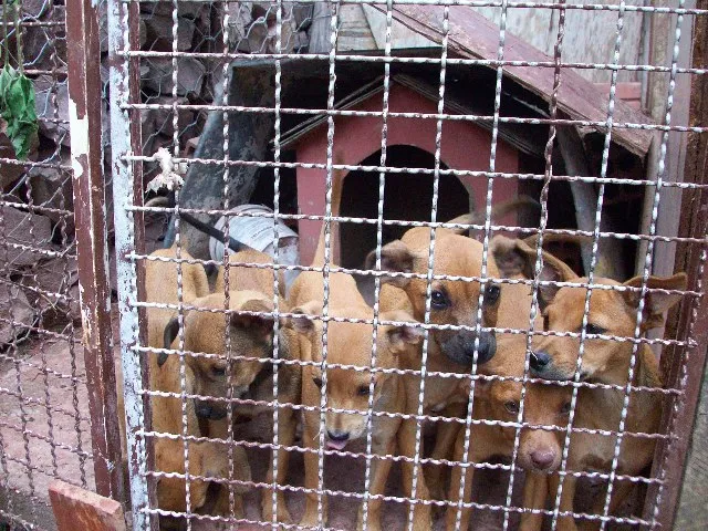 Cachorro ra a SRD idade 2 a 6 meses nome Não tem