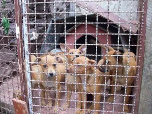 Cachorro raça SRD idade 2 a 6 meses nome Não tem
