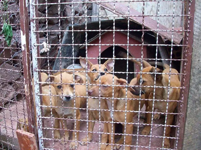 Cachorro ra a SRD idade 2 a 6 meses nome Não tem