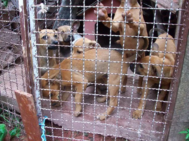 Cachorro ra a SRD idade 2 a 6 meses nome Não tem