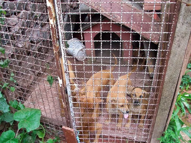 Cachorro ra a SRD idade 2 a 6 meses nome Não tem