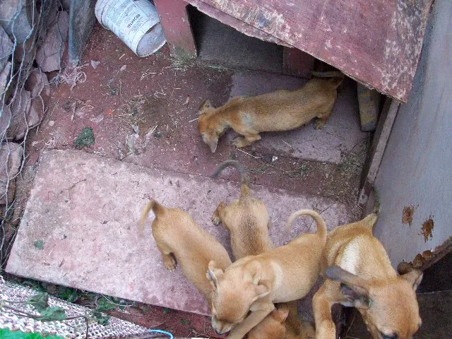 Cachorro ra a SRD idade 2 a 6 meses nome Não tem