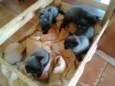 Gatinhos