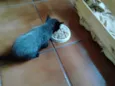 Gatinhos