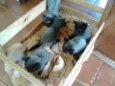 Gatinhos