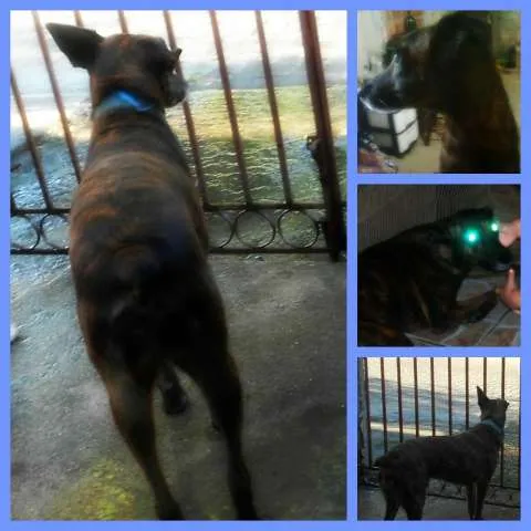Cachorro ra a VIRA LATAS idade 3 anos nome MARRONE