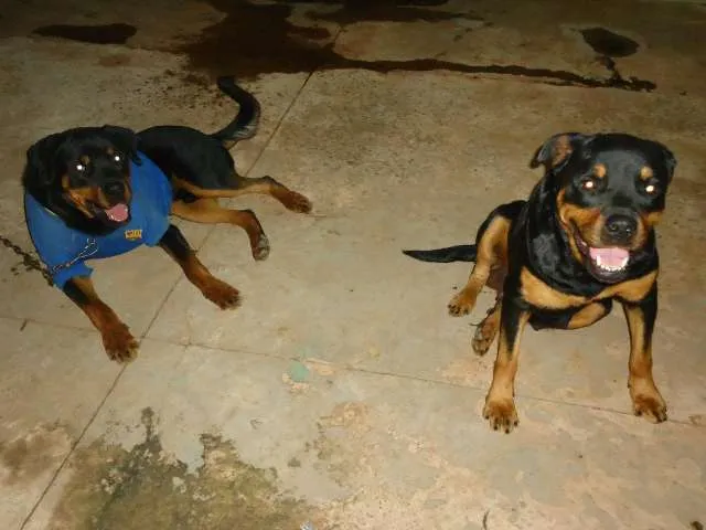 Cachorro ra a Rottweiler idade 4 anos nome KIARA GRATIFICA