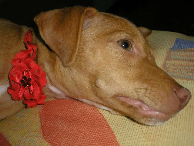 Cachorro ra a não definida idade 4 anos nome MEL GRATIFICA