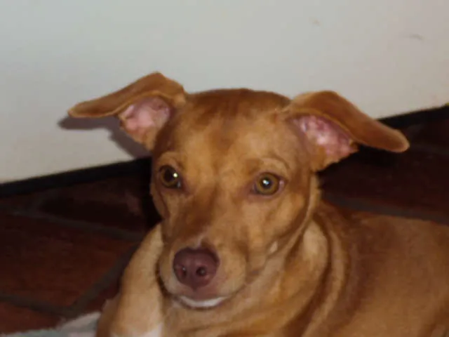 Cachorro ra a não definida idade 4 anos nome MEL GRATIFICA