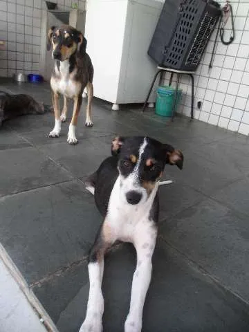 Cachorro ra a SRD idade 1 ano nome Lila