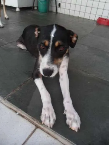 Cachorro ra a SRD idade 1 ano nome Lila