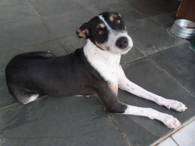 Cachorro ra a SRD idade 1 ano nome Lila