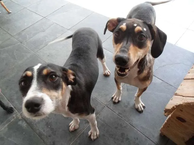 Cachorro ra a SRD idade 1 ano nome Princesa