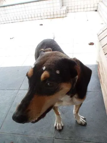 Cachorro ra a SRD idade 1 ano nome Princesa