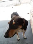 Princesa