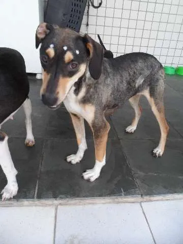Cachorro ra a SRD idade 1 ano nome Princesa