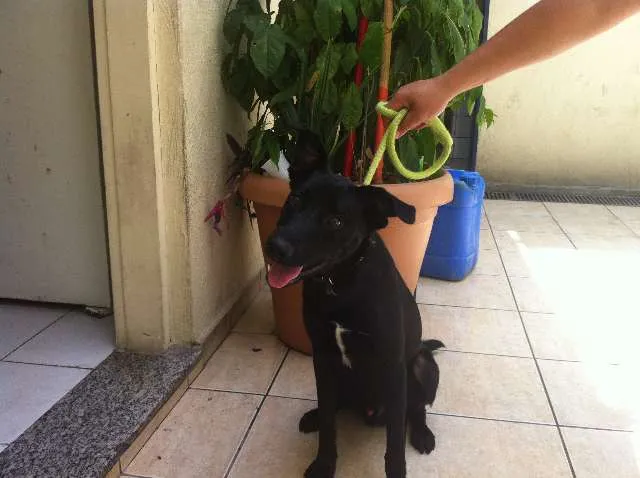 Cachorro ra a SRD idade 1 ano nome Dan