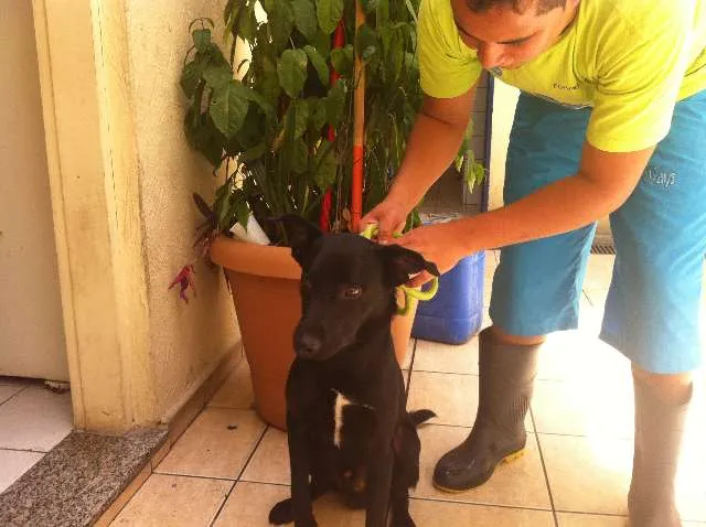 Cachorro ra a SRD idade 1 ano nome Dan