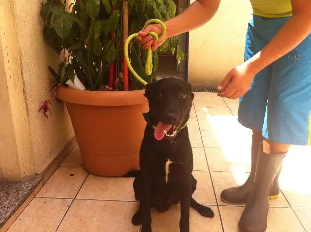 Cachorro ra a SRD idade 1 ano nome Dan