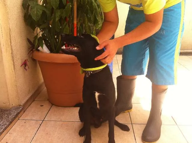 Cachorro ra a SRD idade 1 ano nome Dan