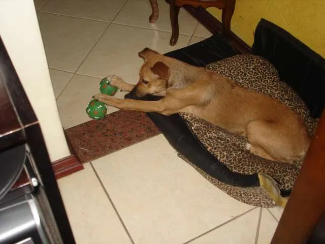 Cachorro ra a SRD idade 2 a 6 meses nome Apelidamos "Garota"