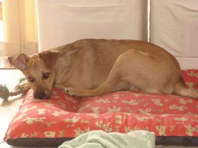Cachorro ra a SRD idade 2 a 6 meses nome Apelidamos "Garota"