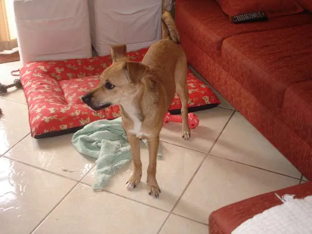 Cachorro ra a SRD idade 2 a 6 meses nome Apelidamos "Garota"