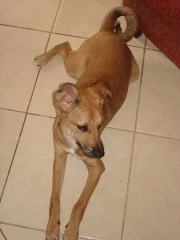 Cachorro ra a SRD idade 2 a 6 meses nome Apelidamos "Garota"
