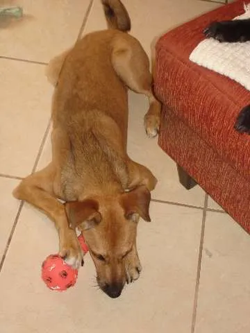 Cachorro ra a SRD idade 2 a 6 meses nome Apelidamos "Garota"